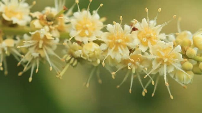 农场淡季盛开的龙眼花