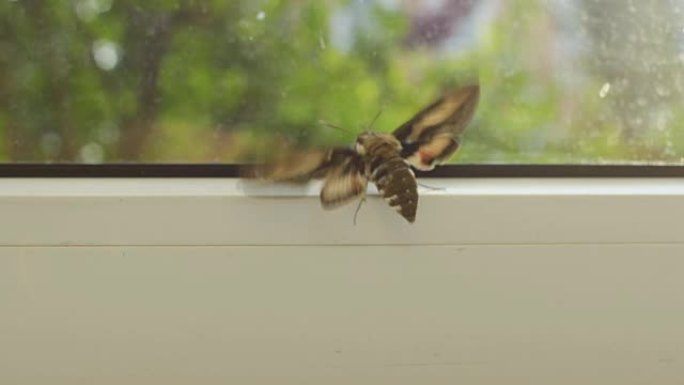 昆虫在窗户上飞舞翅膀