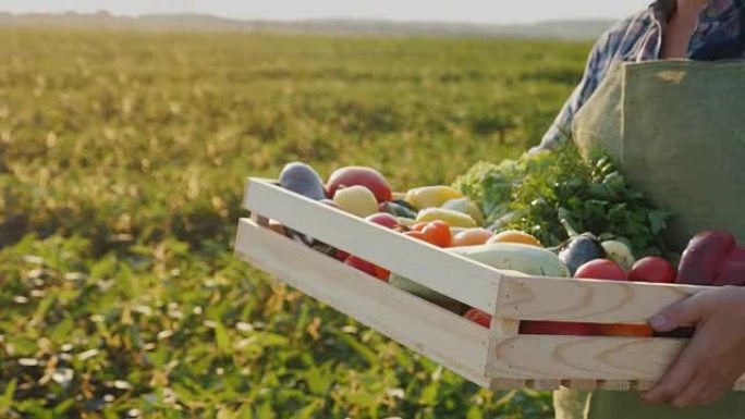 农夫在他的田地上拿着一个装有蔬菜和蔬菜的盒子
