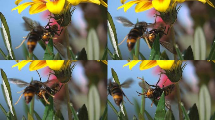 大自然搞笑黄蜂大黄蜂反向争吵
