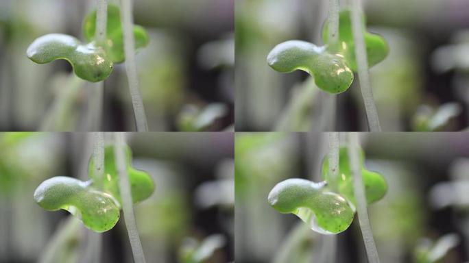 落水照耀着太阳的年轻绿色植物出现极端特写时间流逝，生活概念，音乐视频，春天夏天背景