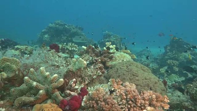 水肺潜水经过斐济彩虹礁的硬珊瑚