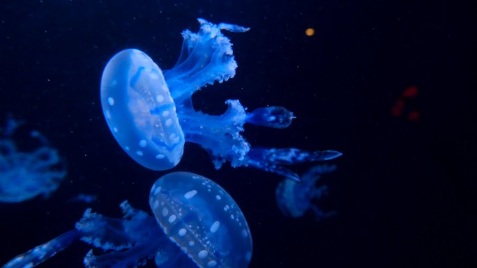 水母 海底世界 海洋馆 水族馆