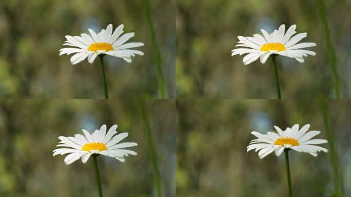 春天滨菊甘菊花朵卉开花实拍