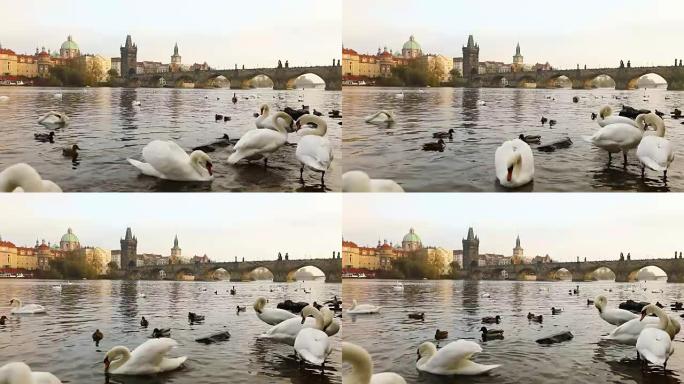 伏尔塔瓦河上的天鹅，布拉格的天鹅，布拉格的老城区和横跨伏尔塔瓦河的查理大桥的景色