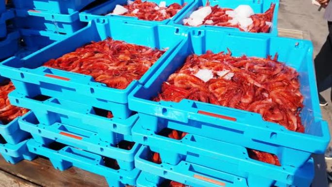 蓝色塑料容器，捕获海虾，海虾美食。批发商和餐馆的鱼拍卖。布兰斯，西班牙，科斯塔布拉瓦。新鲜海鲜的工业