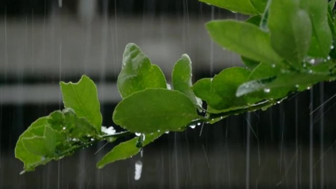 雨水下降到叶4k分辨率