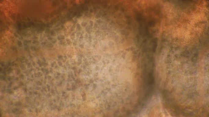 显微镜下微生物身体部分 (血虫、甘油、环节动物)