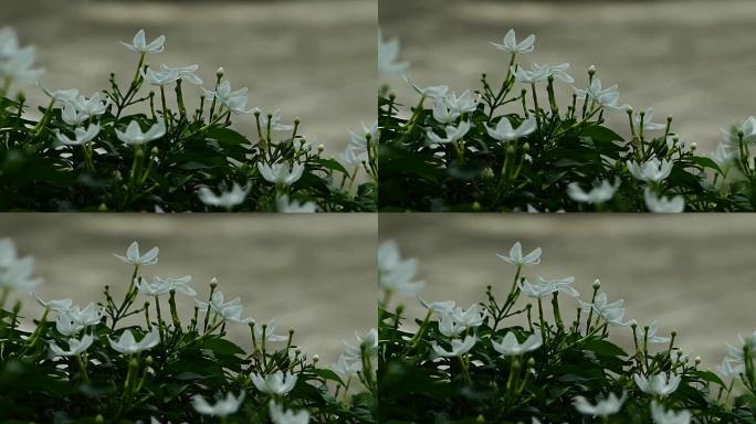 温暖阳光下的白色茉莉花