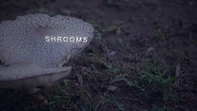 相机用文字平移到蘑菇上-Shrooms