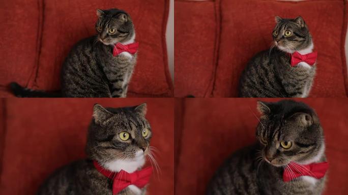带红色蝴蝶领带的有趣可爱的猫。几枪
