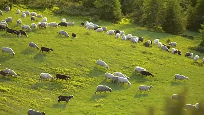 绵羊在绿色的山草地上吃草。
