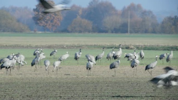 秋季迁徙期间，普通起重机或欧亚起重机的鸟类在野外休息和觅食