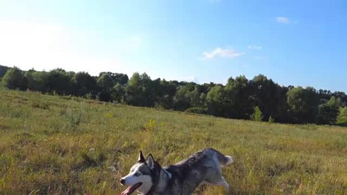 西伯利亚哈士奇狗在田野里沿着草地向她的女主人跑去的特写镜头。阳光明媚的日子，金发碧眼的年轻女孩在草地