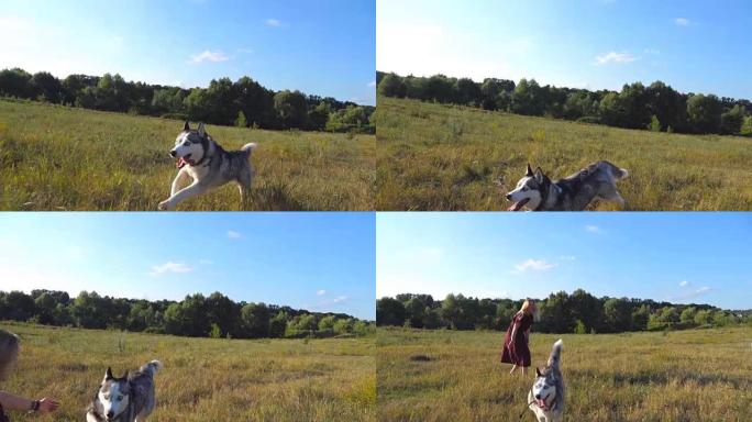 西伯利亚哈士奇狗在田野里沿着草地向她的女主人跑去的特写镜头。阳光明媚的日子，金发碧眼的年轻女孩在草地