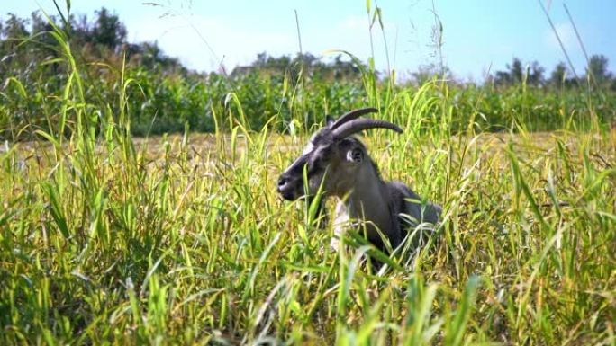 绿草丛中有一只角尖的灰羊。放牧山羊