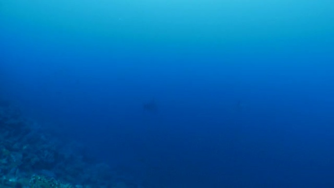 扇形锤头鲨在深海礁石游泳