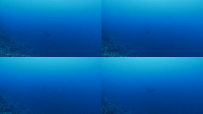 扇形锤头鲨在深海礁石游泳