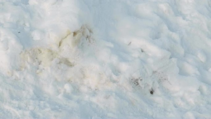 冬季公园雪地里宠物的排泄物。