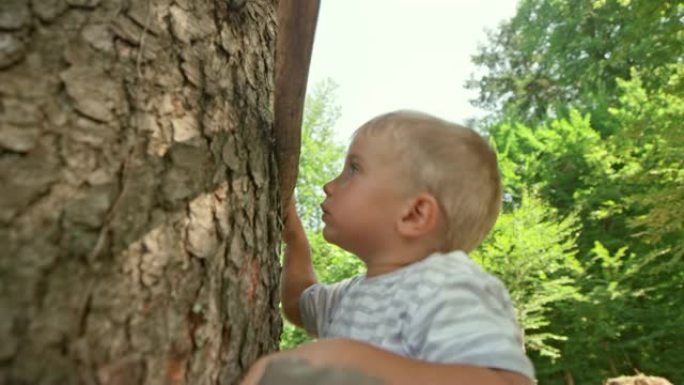 TS小男孩在森林里爬树往下看