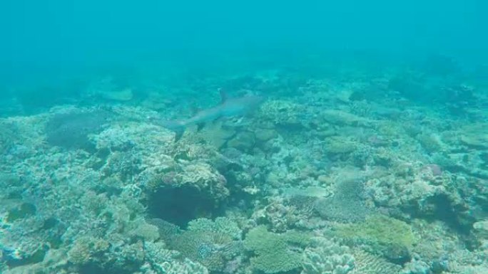 苍鹭岛珊瑚礁上的白色鲨鱼的宽镜头