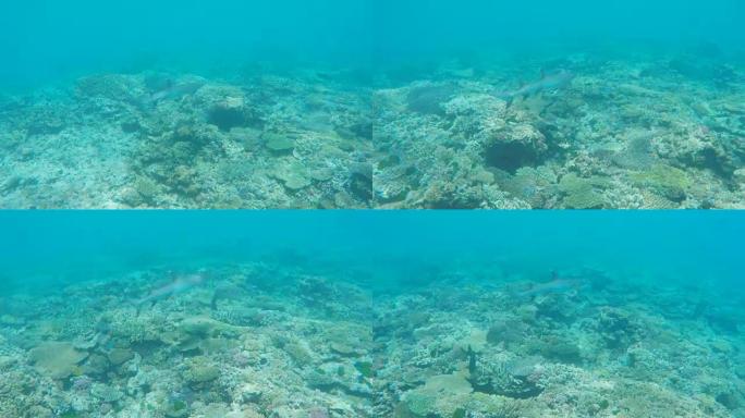 苍鹭岛珊瑚礁上的白色鲨鱼的宽镜头