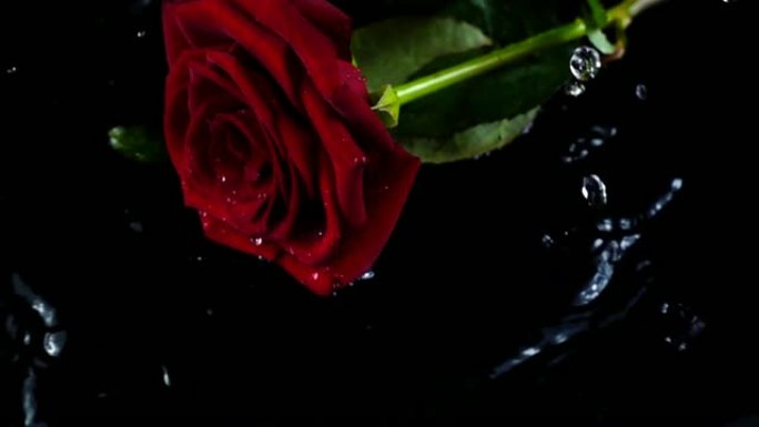 下降的玫瑰在黑色背景上。慢动作。