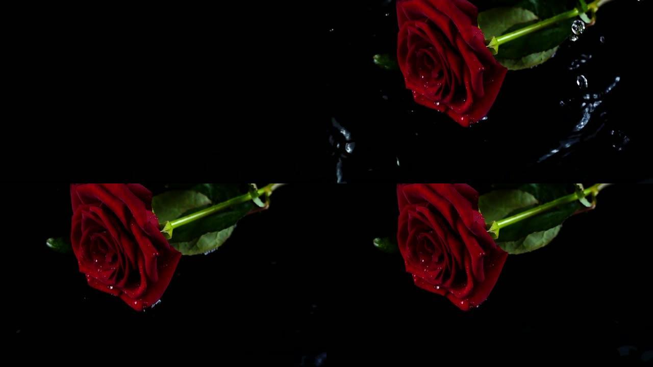 下降的玫瑰在黑色背景上。慢动作。