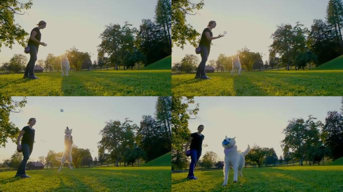 一位年轻的女驯兽师将球高高抛向空中，一只白色牧羊犬雄伟地将其接住。公园里的日落狗训练。