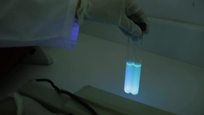 铜绿假单胞菌的荧光试验