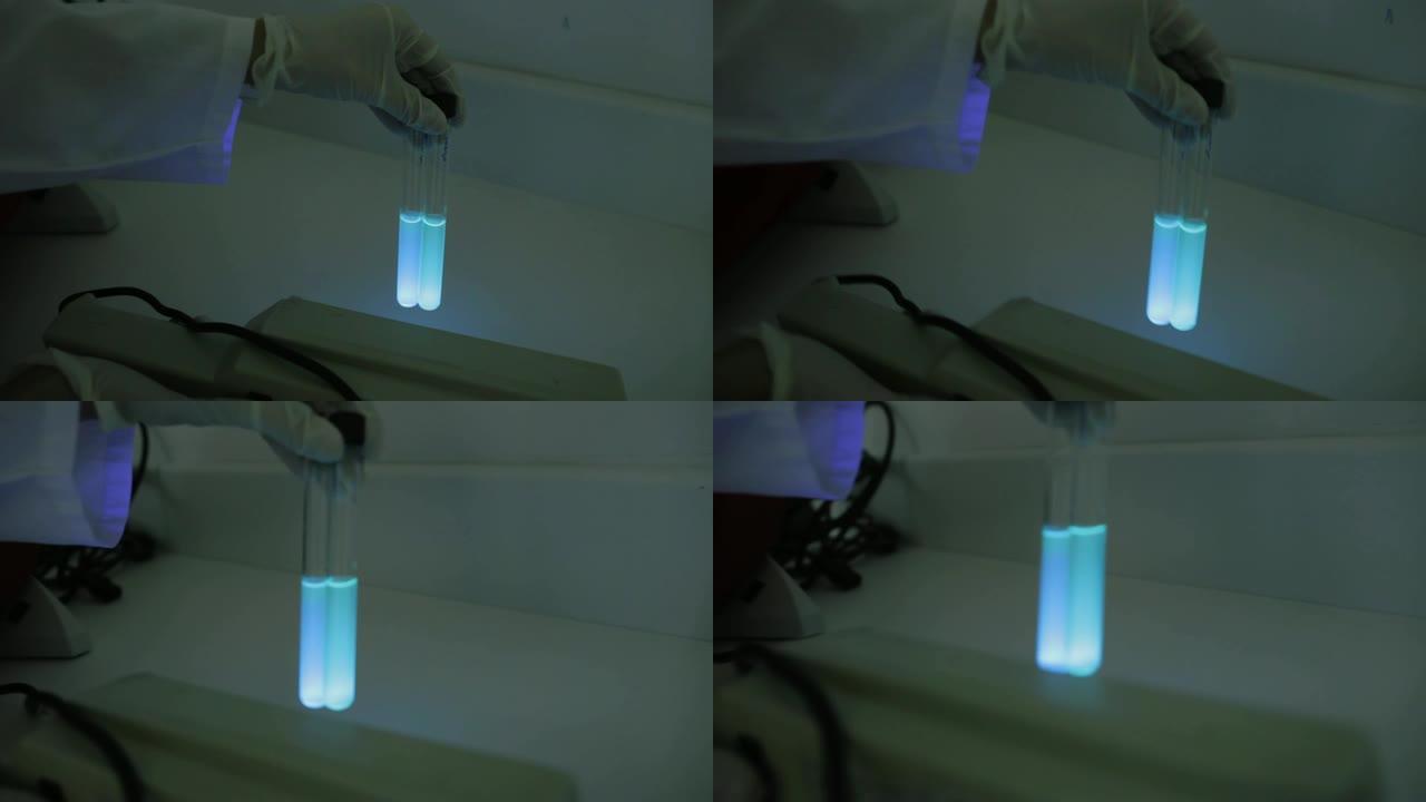 铜绿假单胞菌的荧光试验