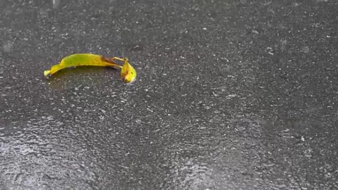 落雨在绿叶的地面上。