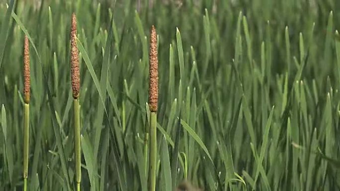 大的Reedmace或Bulrush，斑疹伤寒，风中的植物，诺曼底的池塘，慢动作