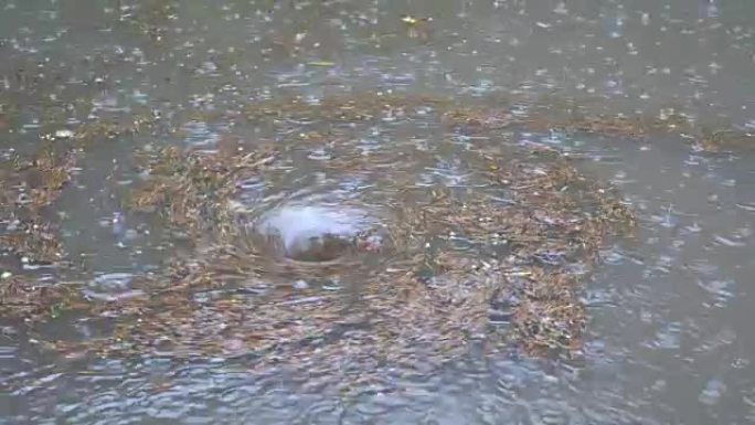 下雨时水面上有一个大漩涡的特写。它会落叶，灰尘和碎屑漂浮在水面上。