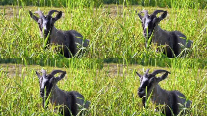 绿草丛中有一只角尖的灰羊。放牧山羊