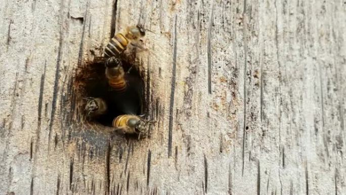 蜜蜂作为一个团队筑巢。在木头上，慢动作和慢动作。