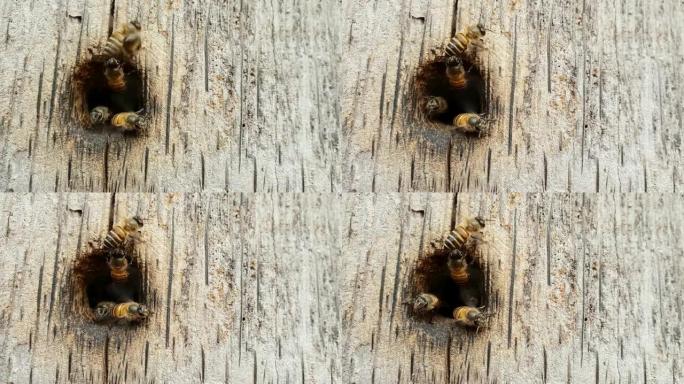 蜜蜂作为一个团队筑巢。在木头上，慢动作和慢动作。