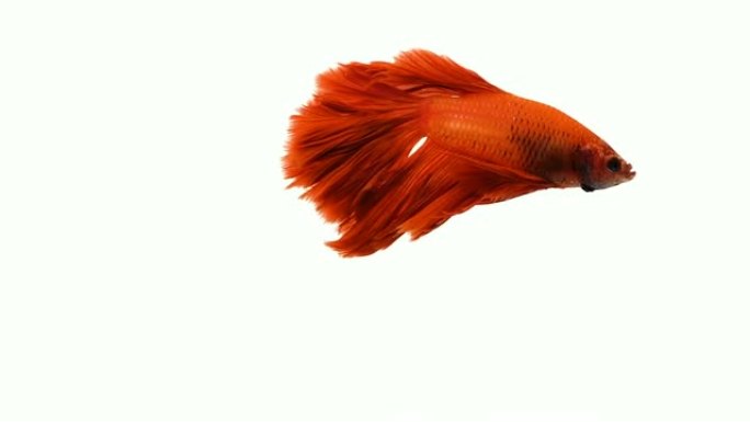 红色橙色连体斗鱼，半月形尾巴在孤立的白色背景前游泳。