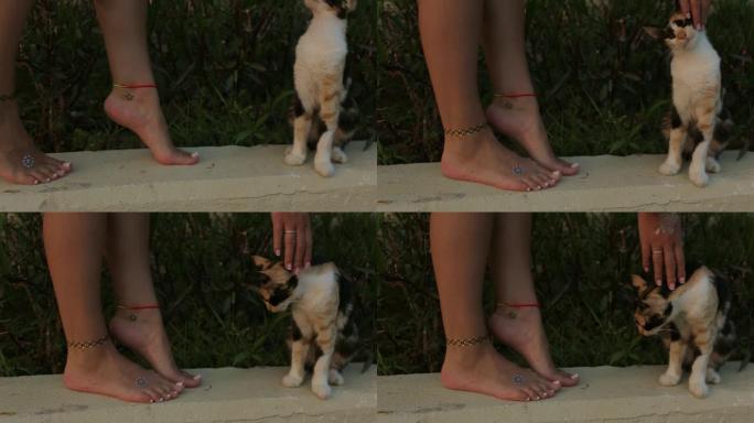 美丽的晒黑的女性脚用法国修脚和黄金首饰去猫，女人的手抚摸猫
