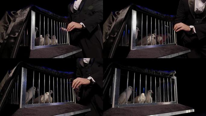 魔术师在黑暗的场景中从笼子里拿出一只白鸽