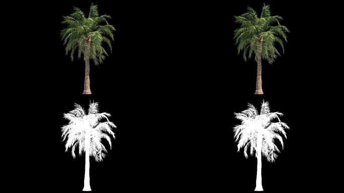 带切口面具的建筑可视化windy palm的4k镜头