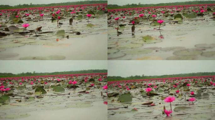 游客在游船上的湖中观光，可以看到许多红莲花的景色。
