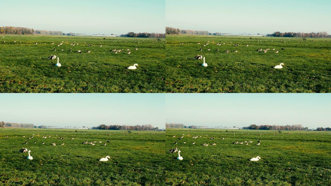 荷兰农场的农业和运河-荷兰农村场景