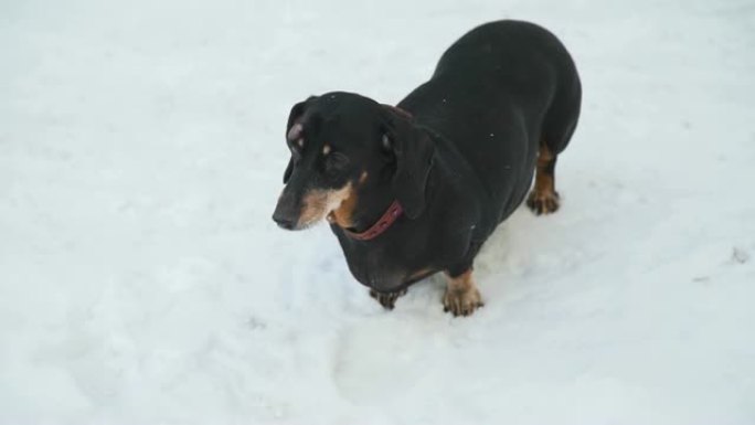 狗站在雪地上