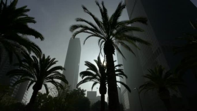 在加利福尼亚州洛杉矶市中心的晴蓝天空日，摩天大楼旁边的棕榈树