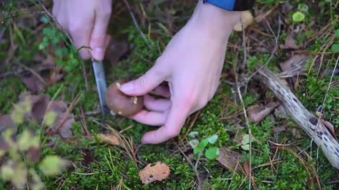 在苔藓中的森林中收集食用蘑菇白杨