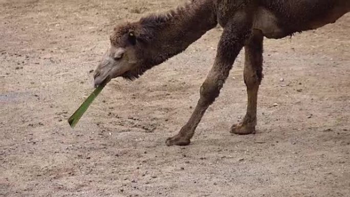 沙漠中的小骆驼在4k中吃植物