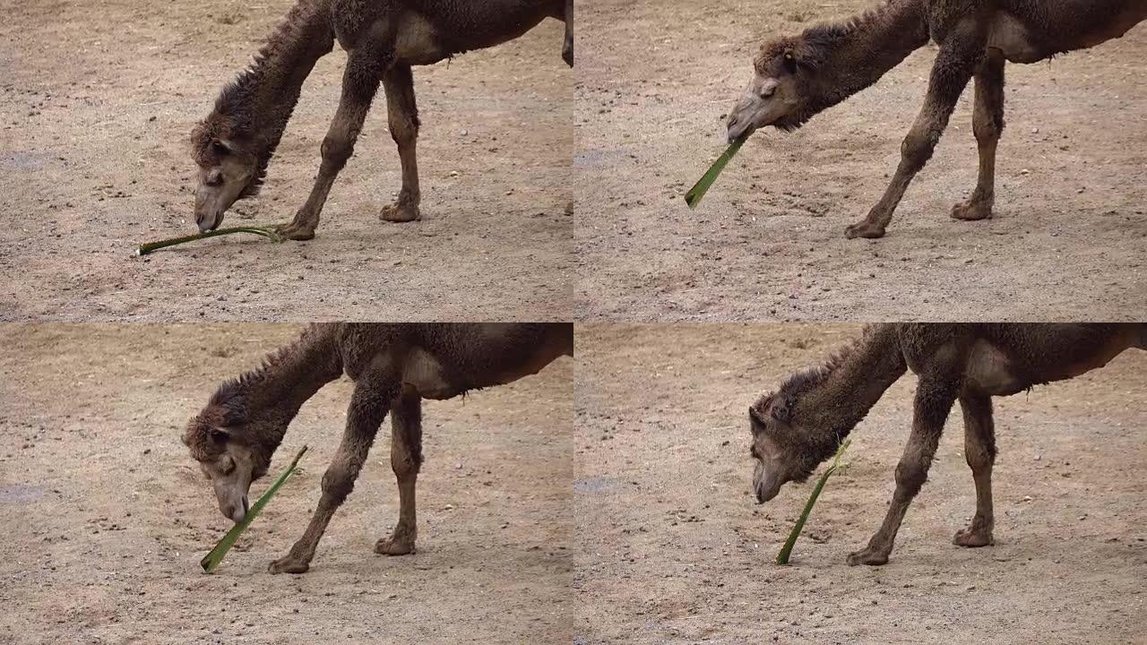 沙漠中的小骆驼在4k中吃植物
