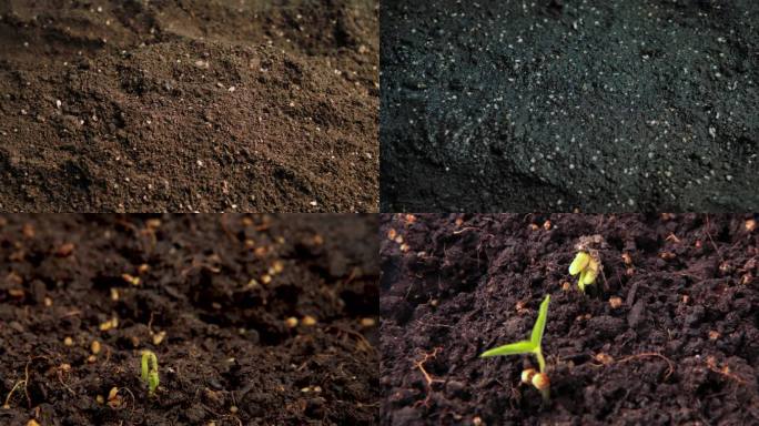 4k播种红豆种植泥土土地土壤发芽生长