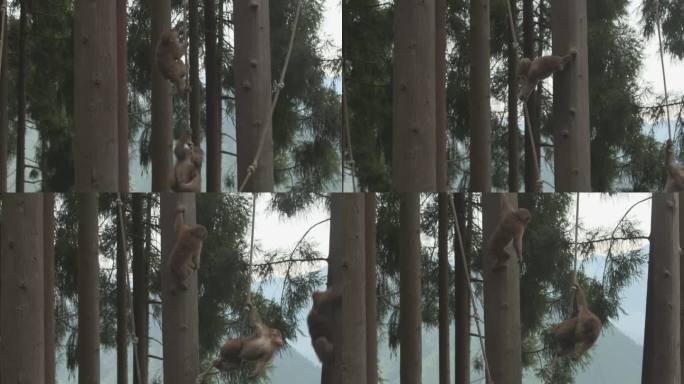 h猴子爬树